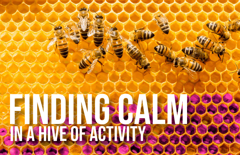 Bees in a hive with text: "Finding calm in a hive of activity"