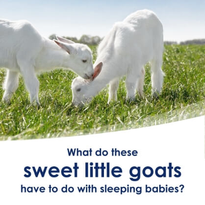 instagram post. Image of two baby goats with text, "what do tehse sweet little goats have to do with sleeping babies?"